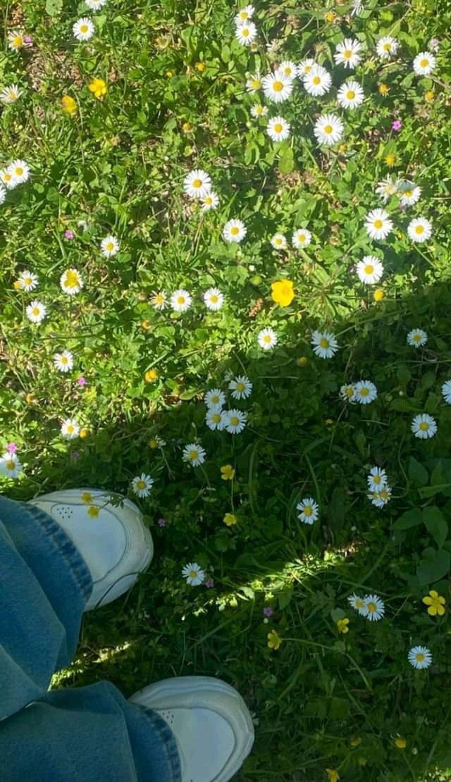 بک گراند زیبا چمن و گل