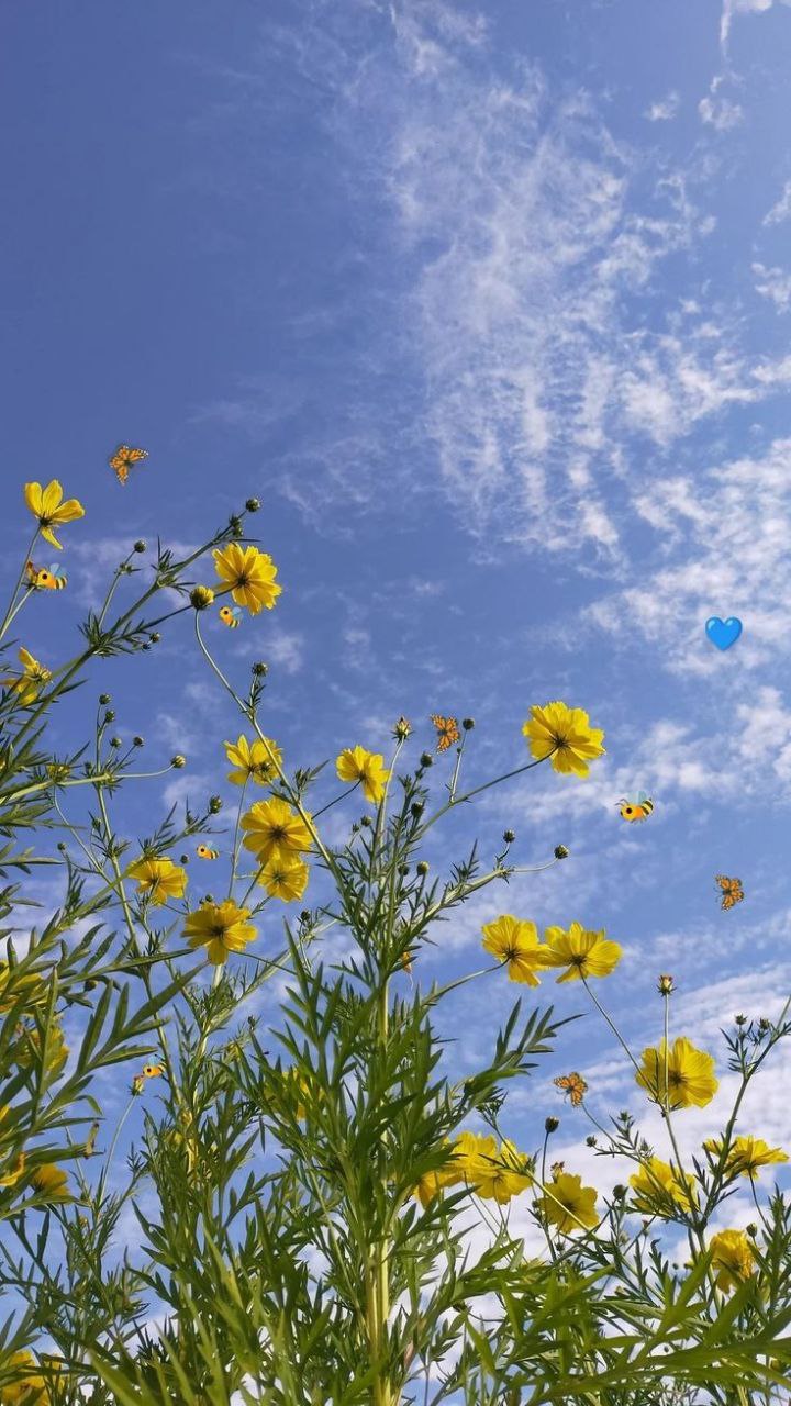 عکس بک گراند آسمان و گل زرد