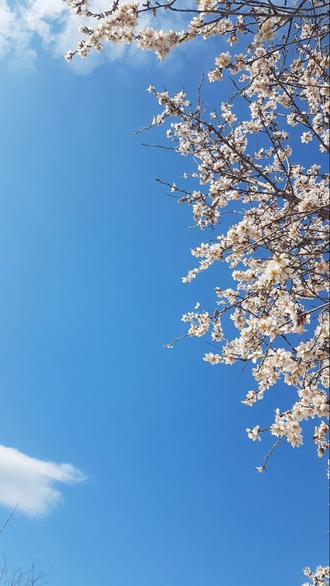 بگراند آسمان آبی و شکوفه درخت